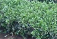 黑帽门视频谷歌（黑帽门5）