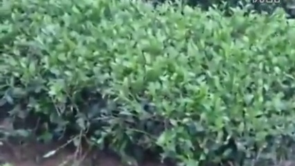 黑帽seo蟒蛇：网络优化背后隐藏的风险与挑战